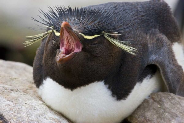 New Island Rockhopper penguin yawns on its nest